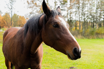 closeup of snout and brown horse with white star on forehead against background of green meadow