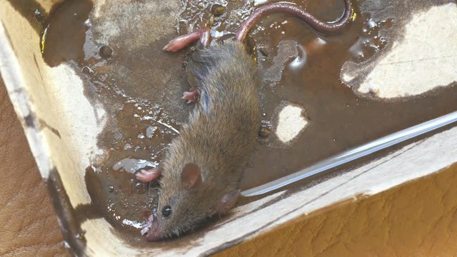 The mouse hit a sticky trap and tries to escape.