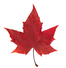 red maple leaf on white isolated background
