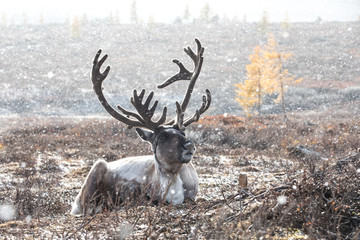 Male reindeer lying on the ground during a snow storm.