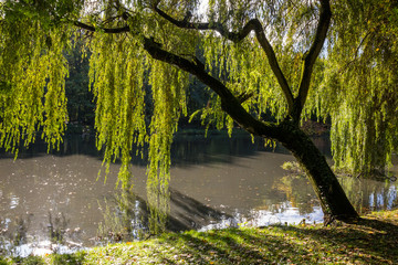 autumn colors in the park