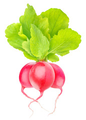 Isolated radishes. Bunch of three red radish vegetables with leaves isolated on white background with clipping path