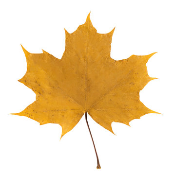 yellow maple leaf on white isolated background