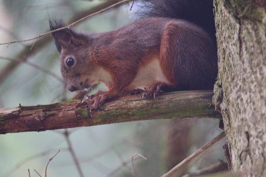 squirrel sciurine crawly on the trees