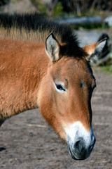 Naklejka na ściany i meble Przewalski's or Dzungarian horse, is a rare and endangered subspecies of wild horse. Also know as Asian wild horse and Mongolian wild horse. Head close up image.
