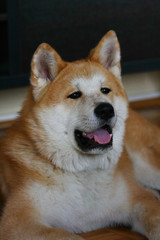 Dog resting on parquet