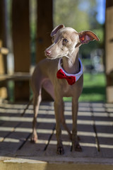 Little italian greyhound in the field