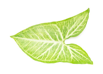 Fototapeta na wymiar fresh green leaf on a white background