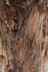 tree with damaged bark close up