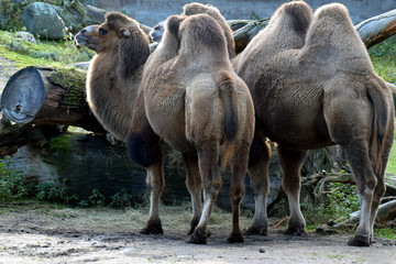 Bactrian camels (Camelus bactrianus)