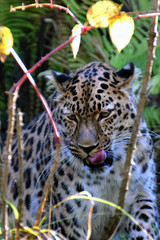 Amur leopard (Panthera pardus orientalis), also known as the Far Eastern leopard middle of plants.