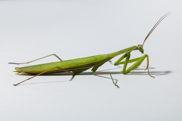 Mantis closeup isolated on white background