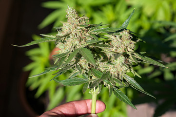 cannabis bud in human palm close up