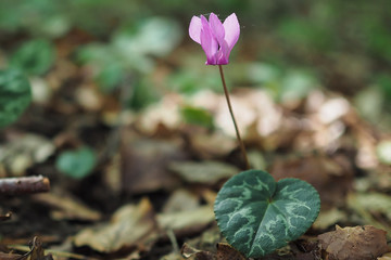 Alpenveilchen, Cyclamen purpurascens