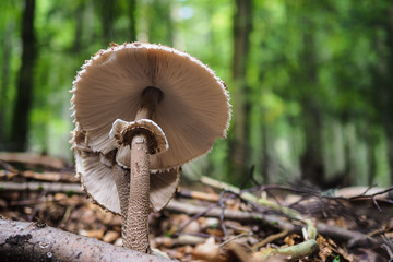 Gemeiner Riesenschirmling, Macrolepiota procera © Robert Mertl