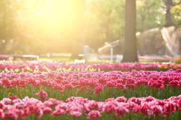 Obraz premium Tulips in sunset light