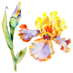 Fototapeta na wymiar Wildflower iris flower in a watercolor style isolated. Full name of the plant: iris. Aquarelle wild flower for background, texture, wrapper pattern, frame or border.