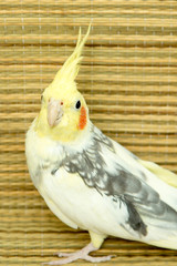 A yellow corella parrot with red cheeks and long feathers