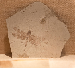 fossil of a dragonfly
