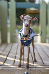 Little italian greyhound in the field