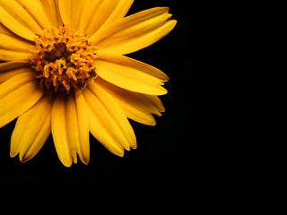 High angle and close up image of yellow daisy flower isolate on black background with copy space, High contrast
