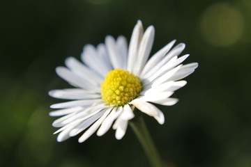 G&auml;nsebl&uuml;mchen 
