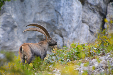 Steinbock in Deutschen Alpen