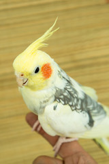A yellow corella parrot with red cheeks and long feathers