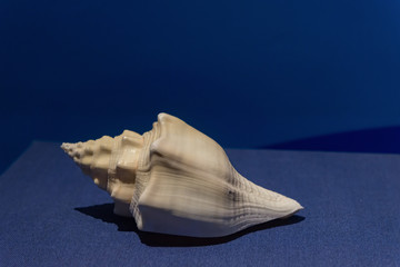 highlighted conch shell on a blue background