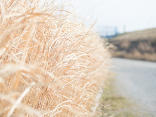 川辺、秋の荻。