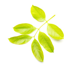 Fototapeta premium green leaves on a white background
