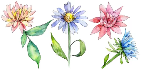 Foto op Plexiglas Wildflower aster bloem in een aquarel stijl geïsoleerd. Volledige naam van de plant: aster. Aquarelle wilde bloem voor achtergrond, textuur, wikkelpatroon, frame of rand. © yanushkov