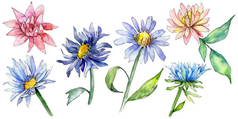 Wildflower aster flower in a watercolor style isolated. Full name of the plant: aster. Aquarelle wild flower for background, texture, wrapper pattern, frame or border.
