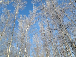 Trees in hoarfrost in winter forest