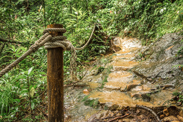 path in tropical forest