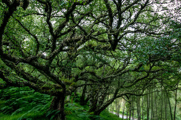 Baum in den Highlands