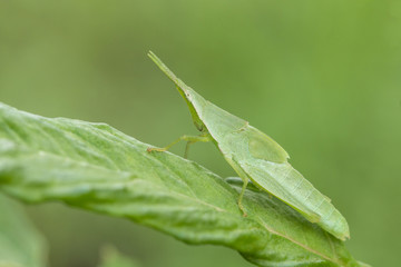 Obraz premium Macro shooting of A Big Grasshopper green leaf insect sitting on the green leaf with blurred nature garden background.