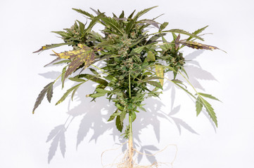 cannabis plant with root