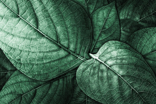 Fototapeta natural concept design   samless pattern of litle plant on the ground