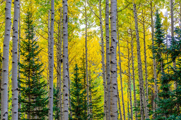 The Trees