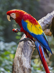 big parrot macaw eats an apple © stavrida