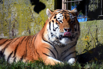 Lying Amur tiger with tongue out. Also called Siberian tiger (Panthera tigris altaica).