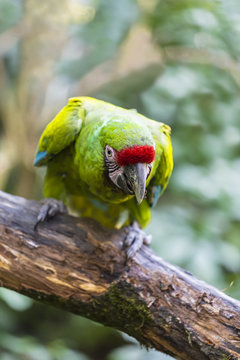 Parrot green-winged macaw