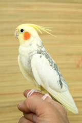 A yellow corella parrot with red cheeks and long feathers