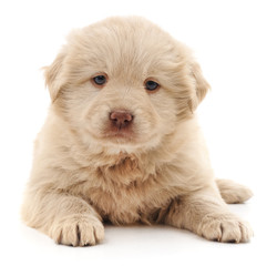 The big white puppy.