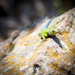 Malachite Spiny Lizard