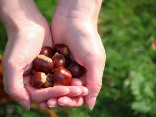 Chestnuts held in hands