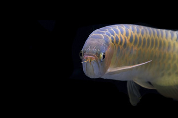 Fototapeta premium Asian arowana
