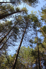 pinery forest landscape, through pine needles on the ground peep berries and mushrooms, low bushes
