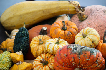 Pumkin variety 